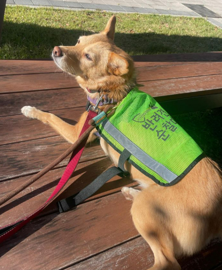 첫 순찰을 마치고 뿌듯한 완다 반려견 순찰대원./사진=완다 대원 보호자님 