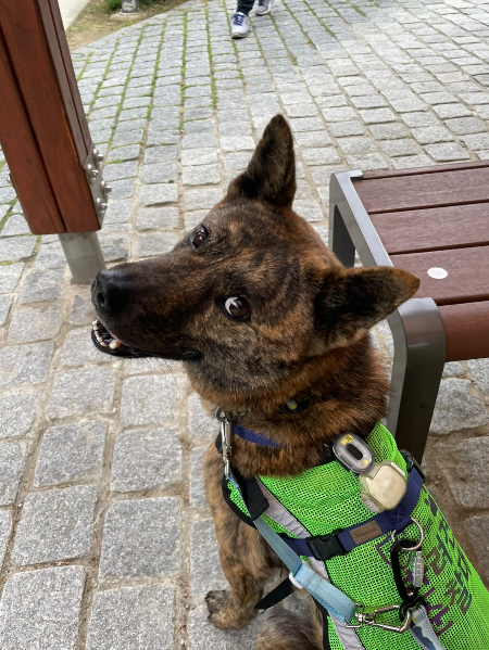 평소에 진돗개 가호를 산책시키며 크고 어두운개,진돗개=사나운 개 라는 인식때문에 시비를 정말 많이 걸렸었다고. 그런데 반려견 순찰대 조끼를 입고 산책을 나가니, 두려워하는 아이에게 어머니가 "저 강아지는 무서운 개가 아니야, 훈련받은 우리동네를 지켜주는 개야"라고 했단다./사진=가호 대원 보호자님 