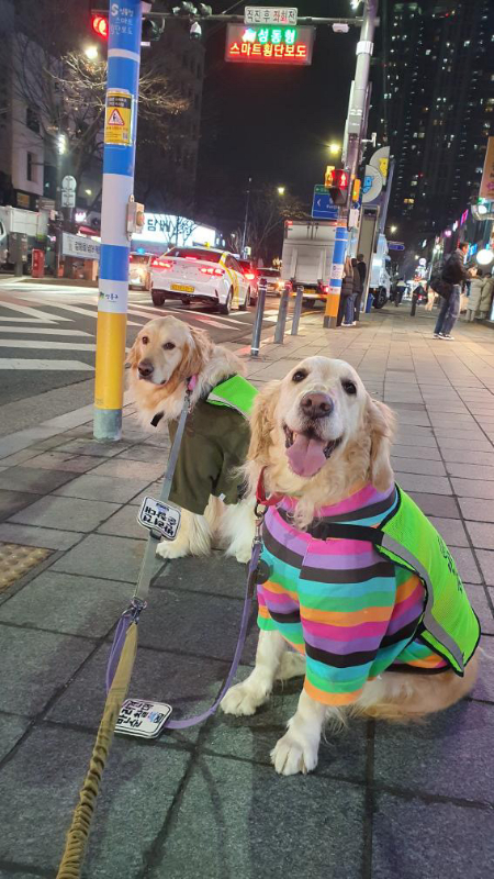 골댕이인 초이와 제니 반려견 순찰대원이 환하게 웃고 있다./사진=초이 제니 보호자 대원님 