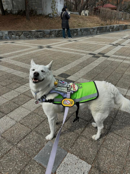 대한민국의 자랑스러운 국견 진돗개인 우단추 서울 구로구 반려견 순찰대원의 미소. 평소 늘 걸리던 입마개 시비가 많이 줄었고, 응원이 늘었다고. 게다가 동네를 더 유심하게 관찰하게 됐단다. 파손된 보도블럭, 꺼진 가로등, 지워진 차선 등을 많이 신고해 개선했단다./사진=우단추 대원 보호자님 