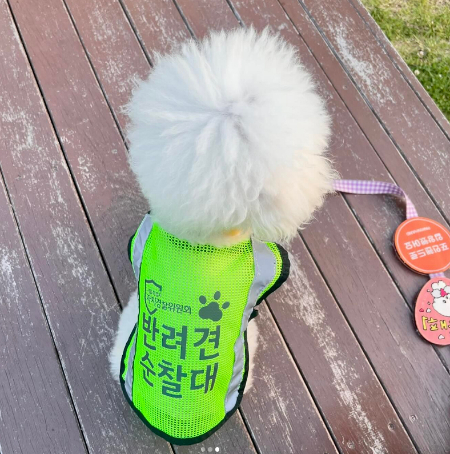 용맹하진 않지만, 동네 곳곳을 매의 눈으로 순찰하는 한솜이 대원./사진=한솜이 대원 보호자님