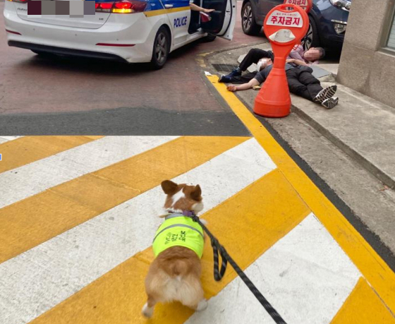 주취자를 발견하고 신고한 반려견 순찰대원./사진=서울시 자치경찰위원회 반려견 순찰대 