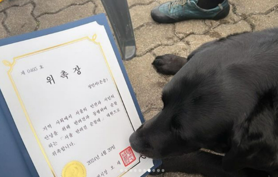 반려견 순찰대 대원 위촉장을 킁킁 냄새 맡는, 멋진 은송 대원./사진=은송대원 보호자님 