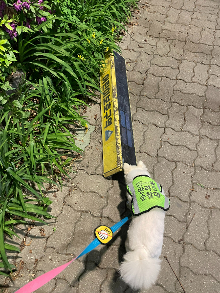 어린이보호구역 팻말이 떨어진 걸 발견한 반려견 순찰대원./사진=서울시 자치경찰위원회 반려견 순찰대 