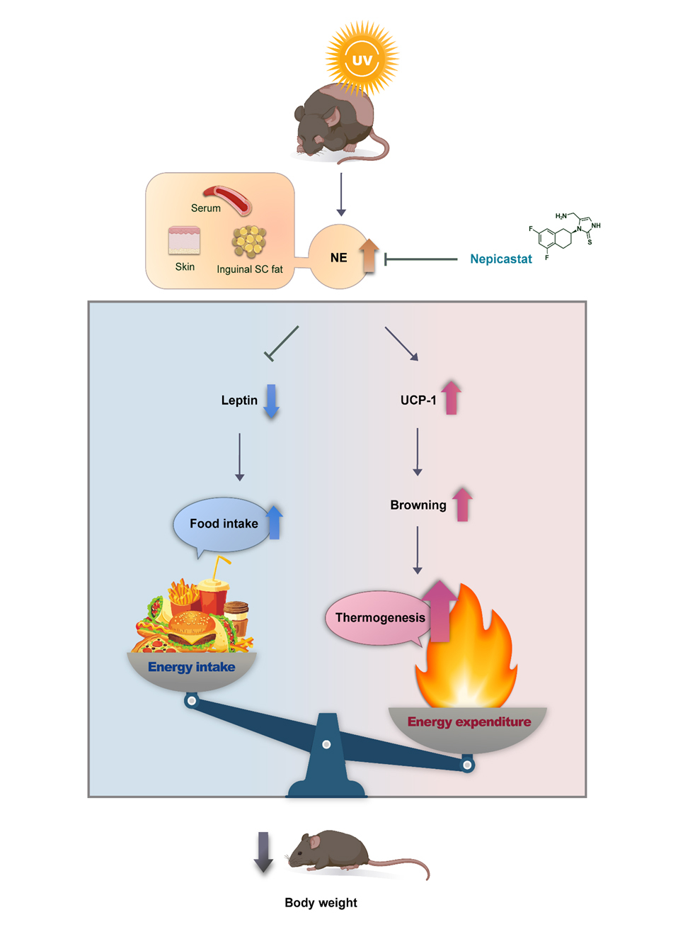 자외선 노출은 노르에피네프린 분비를 증가시킴으로서 렙틴을 감소시키고 음식 섭취를 증가시키는 동시에, 피하지방의 갈색화를 유발하여 에너지 소비를 증가시킨다./사진=서울대병원