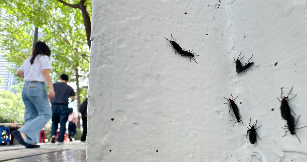 일명 '러브버그'로 알려진 붉은등우단털파리가 수도권 도심 곳곳에서 기승을 부리고 있다. 사진은 지난 20일 서울 도심에 출몰한 러브버그의 모습./사진=뉴스1