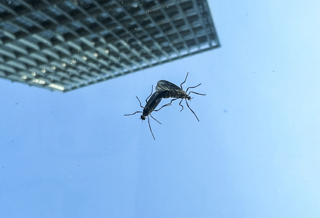 일명 '러브버그'로 불리는 붉은등우단털파리가 지난 20일 서울 한 주차장에 있는 차량 유리창에 앉아있다./사진=뉴스1