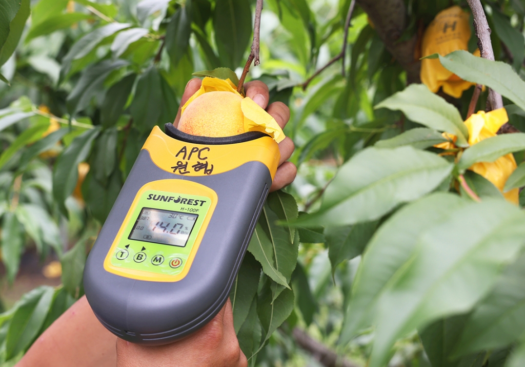전라북도 남원에서 복숭아 농장을 운영하고 있는 방극완씨(46)가 복숭아 당도를 측정하는 모습. /사진제공=홈플러스
