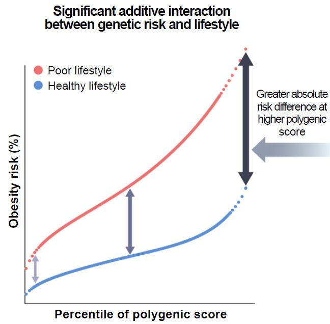 유전적 위험도가 높을 수록 생활습관에 따라 비만 위험 차이도 큰 것으로 나타났다./사진=삼성서울병원