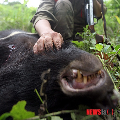 2012년 7월 경기 용인시 처인구의 한 농장에서 사육 중이던 반달가슴곰 2마리가 탈출했다. 경찰 당국과 엽사들은 다음날까지 탈출한 반달가슴곰을 수색해 모두 사살했다. /2012.07.14. /사진=뉴시스 