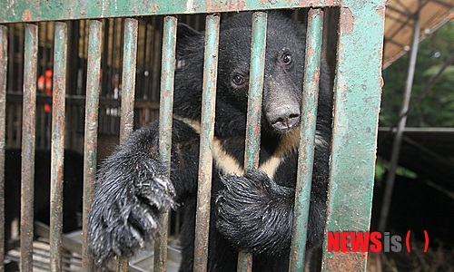 2012년 7월14일 오후 경기 용인시 처인구 반달가슴곰 사육 농장에서 곰 1마리가 쇠창살 너머로 취재진을 바라보고 있다. 이날 이 농장에서는 곰 2마리가 탈출했다. /2012.07.14. /사진=뉴시스 