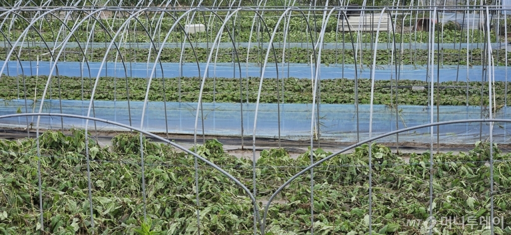 16일 오전 11시쯤 충남 금산군 추부면 비례리 깻잎 농가. 침수돼 썩어버린 깻잎. /사진=독자제공