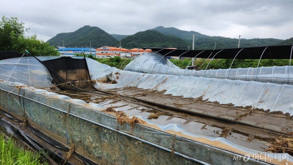 16일 오전 11시쯤 충남 금산군 추부면 비례리 깻잎 농가. 무너진 시설하우스 모습. /사진=김미루 기자