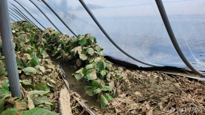 지난 16일 오전 11시쯤 충남 금산군 추부면 비례리 깻잎 농가. /사진=김미루 기자