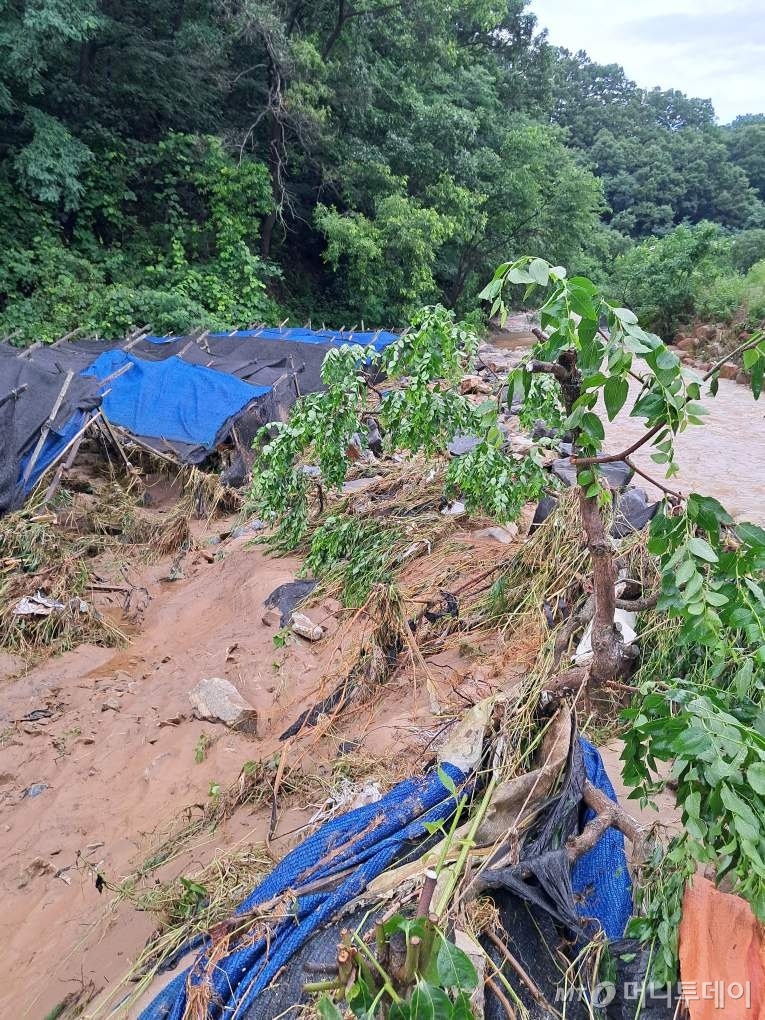 지난 10일 오후 침수 피해를 입은 오씨 인삼밭. 인근 하천이 범람해 인삼밭 사이로 도랑이 생겼다. /사진=독자제공