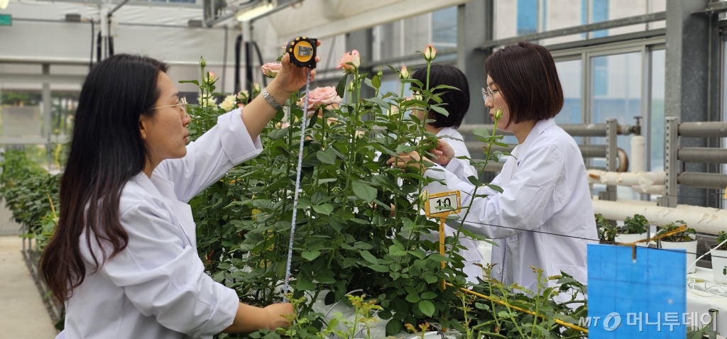 박금순 농업연구사가 동료 직원들과 함께 장미 재배시험 온실에서 장미의 생육상태를 검사하고 있다./사진=정혁수 기자