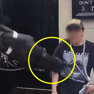 영국 근위대 기병대 소속 말이 함께 사진을 찍기 위해 가까이 다가온 관광객을 무는 모습./사진=엑스
