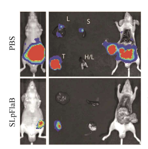 쥐의 대장에 암세포를 이식하고 3주 정도 지나자 복강과 간 등에 전이가 일어났다(사진 위). 이런 쥐를 살모넬라균으로 치료하자 전이암이 현저히 줄었다(사진 아래). 빨간색이 암세포./사진=화순전남대병원