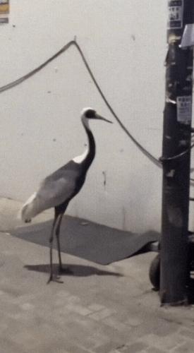 부산에 나타난 두루미/사진=온라인 커뮤니티 갈무리