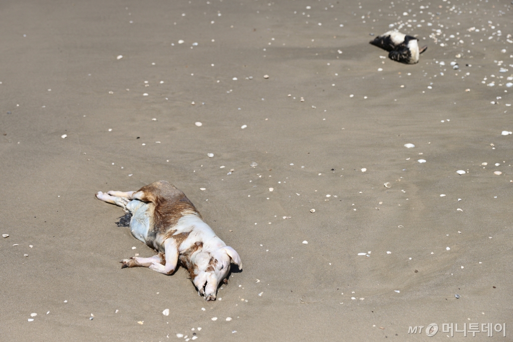 (산호세두노르테 로이터=뉴스1) 정지윤 기자 = 11월21일(현지시간) 브라질에 조류독감이 창궐하는 가운데 남부 산호세두노르테 지역 해안가에 돼지와 펭귄의 시체가 보인다. 2023.11.21 ⓒ 로이터=뉴스1 Copyright © 뉴스1. All rights reserved. 무단 전재 및 재배포, AI학습 이용 금지. /사진=(산호세두노르테 로이터=뉴스1) 정지윤 기자