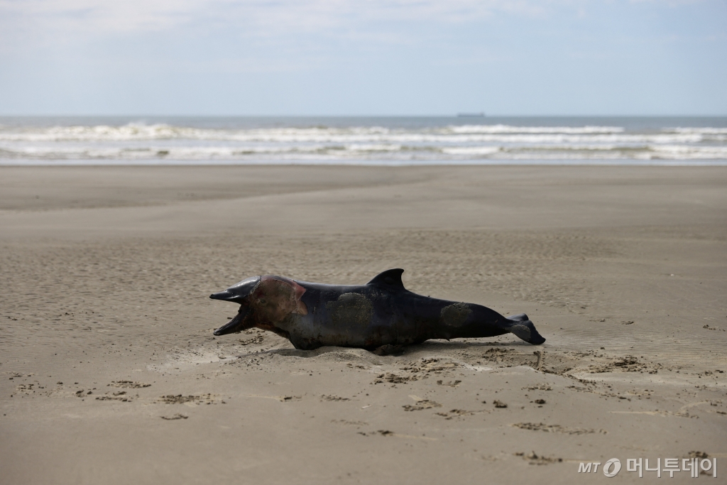 (산호세두노르테 로이터=뉴스1) 정지윤 기자 = 브라질에 조류독감이 발병한 가운데 남부 산호세두노르테 지역 해안가에 죽은 쇠돌고래의 시체가 놓여있다. ⓒ 로이터=뉴스1 Copyright © 뉴스1. All rights reserved. 무단 전재 및 재배포, AI학습 이용 금지. /사진=(산호세두노르테 로이터=뉴스1) 정지윤 기자