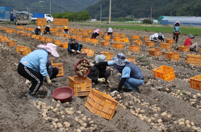 ▲하지(夏至)를 이틀 앞둔 6월 19일 제주도를 시작으로 장마 소식이 전해진 가운데 경북 고령군 개진면 한 감자밭에서 외국인 계절근로자들이 감자를 수확하고 있다./사진=뉴스1