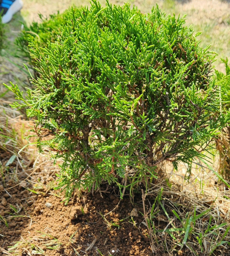 나무 아래에 잠든 태윤이. 바삐 살려 노력하고, 그러다 무너지는 날엔 태윤이를 만나러 가서 목놓아 운다고 했다./사진=태윤이 엄마