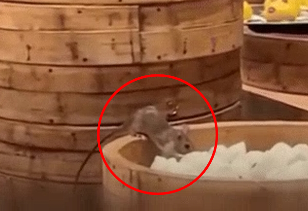 쥐가 만두를 갉아 먹는 모습이 공개되며 143년 역사를 자랑하는 중국 유명 식당에서 위생 논란이 불거졌다. /사진=온라인 커뮤니티 