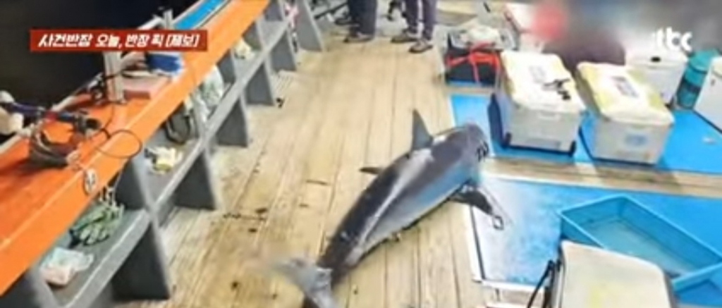 배 위로 올라탄 상어가 몸부림을 치는 모습/사진=JTBC 사건반장 갈무리