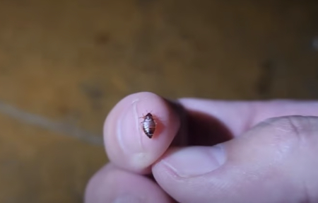 유튜버 '다흑'이 지난해 한 찜질방에서 발견한 빈대. /사진=유튜브 캡처 