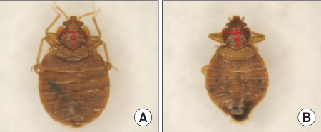 빈대(Cimex lectularius, 사진 왼쪽)와  반날개빈대(Cimex hemipterus)의 형태적 특징./사진=질병관리청