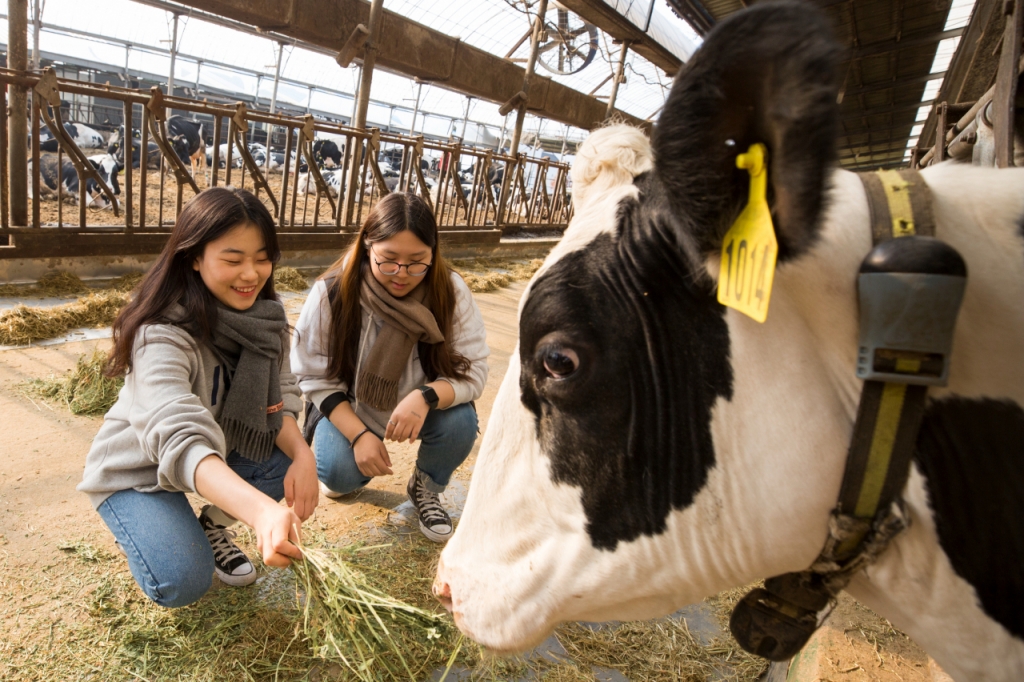 우유창고 목장체험에 나선 젊은이들이 젖소에게 먹이를 주며 환하게 웃고 있다. /사진=보령우유