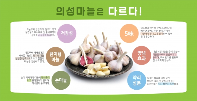 ▲'의성마늘'의 특징을 소개하고 있는 이미지/사진제공=의성군