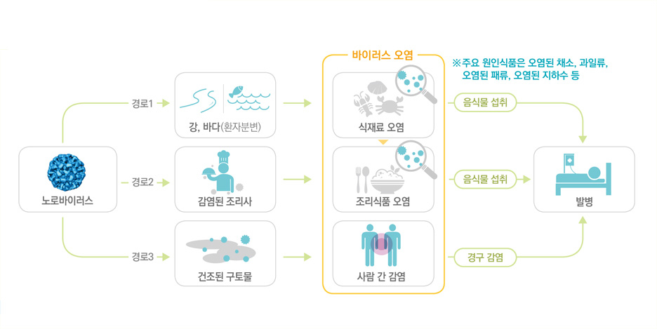 노로바이러스 주요 감염 경로./사진=식품의약품안전처