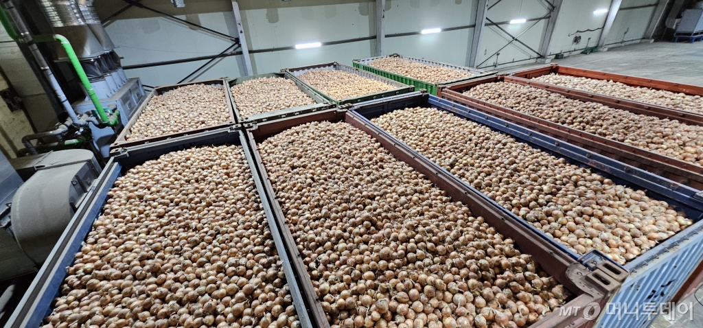 신미네유통사업단은 전국 각지의 양파생산지 관리를 통해 연간 2만톤의 양파를 공급하고 있다.  /사진=정혁수