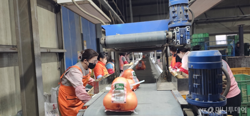 APC 자동화시설 벨트에 크기별로 분류된 양파를 직원들이 검사하고 있다. /사진=정혁수