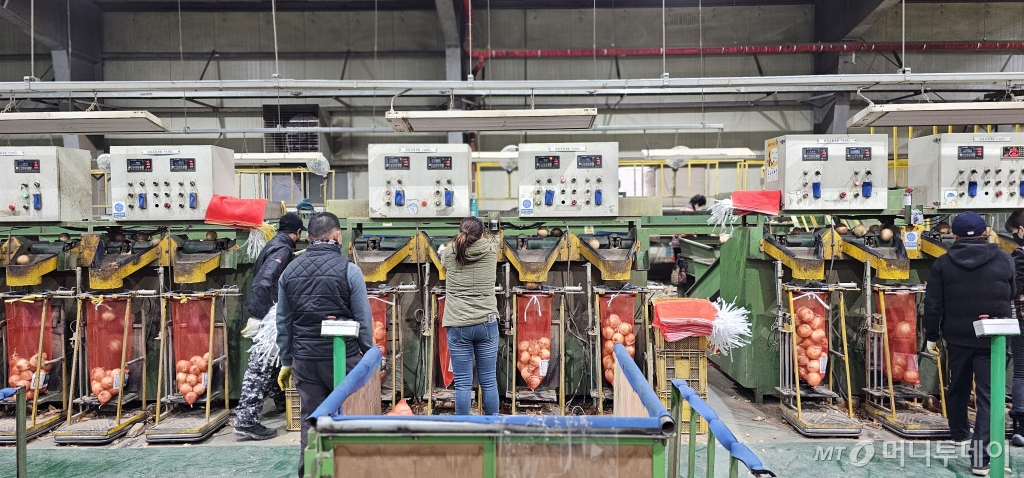 신미네유통사업단 직원들이 APC자동화 시설을 활용해 양파를 자동분류하고 있다. /사진=정혁수