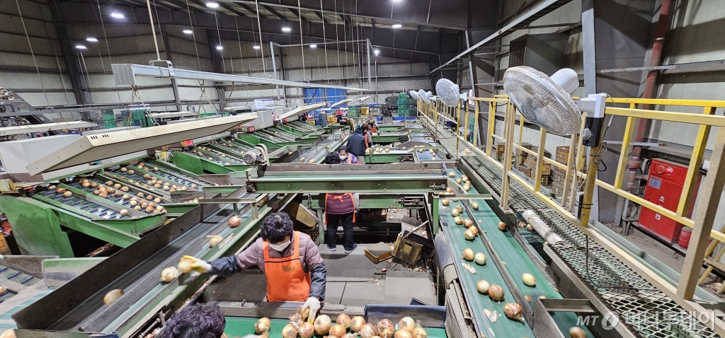 신미네유통사업단 직원들이 APC 자동화시설에서 자동분류된 양파를 검수하고 있다. /사진=정혁수