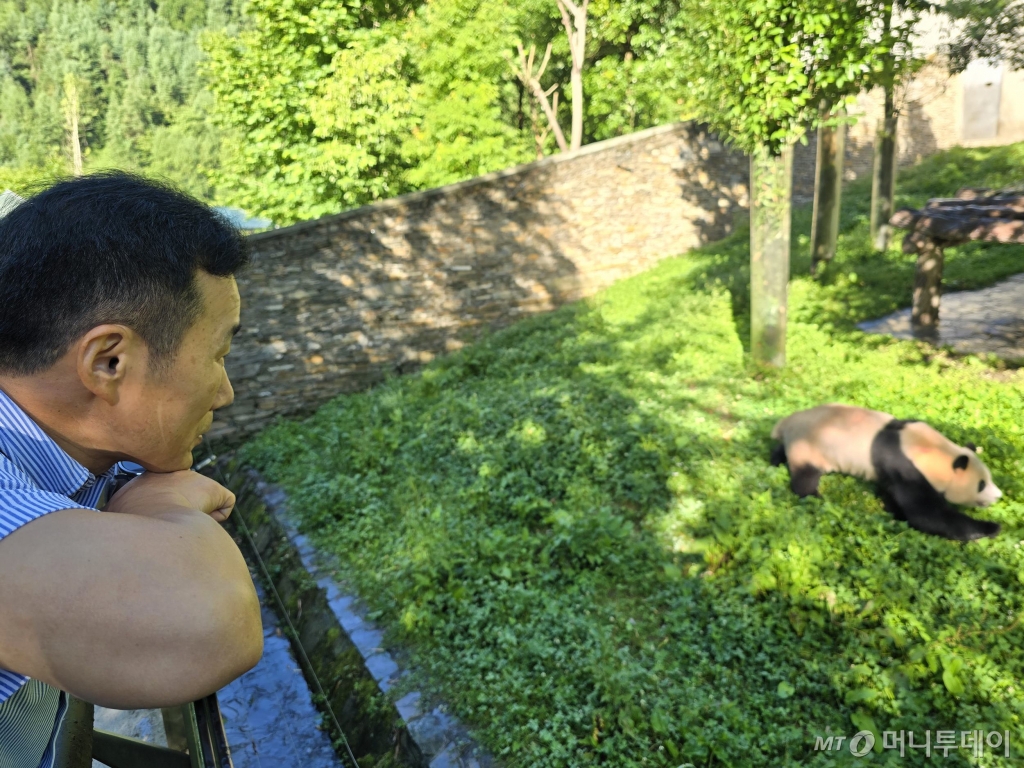 (서울=뉴스1) = 에버랜드 강철원 주키퍼가 5일 중국 쓰촨성 워룽 선수핑 판다기지를 방문해 야외 방사장에서 놀고 있는 푸바오를 바라보고 있다.  이번 만남은 푸바오가 지난 4월 3일 선수핑 판다기지로 이동한 지 3개월 만에 이뤄졌다. (삼성물산 제공) 2024.7.5/뉴스1  Copyright © 뉴스1. All rights reserved. 무단 전재 및 재배포,  AI학습 이용 금지. /사진=(서울=뉴스1)