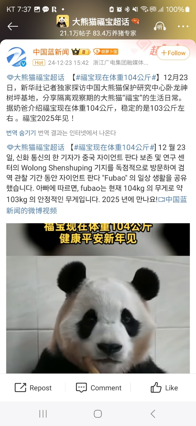 중국 신화통신의 한 기자가 선수핑기지를 방문해 푸바오를 단독 취재한 영상을 공개한 뒤, 신화통신 공식 웨이보에서 푸바오의 체중이 104kg으로 안정적인 상태라고 알리고 있다./사진= 중국 웨이보 캡쳐