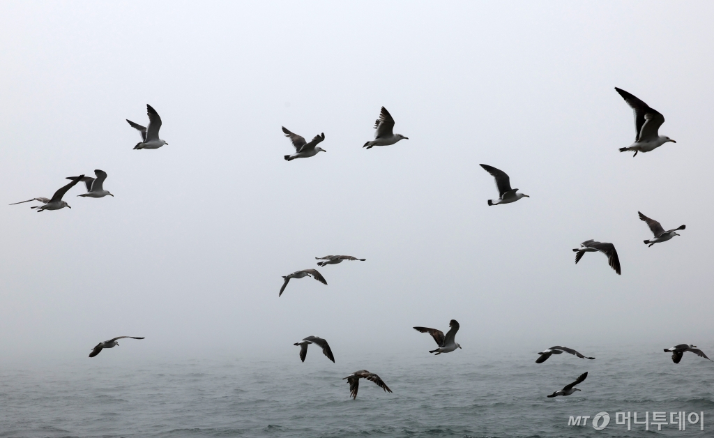 지난 6월 인천 옹진군 대연평도 해안가의 갈매기들 /사진=뉴시스