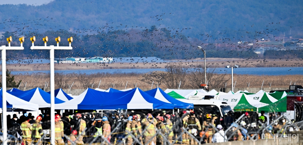 [무안=뉴시스] 이영주 기자 = 전남 무안국제공항에서 발생한 항공기 착륙 도중 충돌 사고의 원인으로 조류 충돌(버드 스트라이크)에 따른 항공기 엔진 폭발이 지목되는 가운데 29일 오후 무안국제공항 주변으로 철새떼가 날고 있다. 2024.12.29.