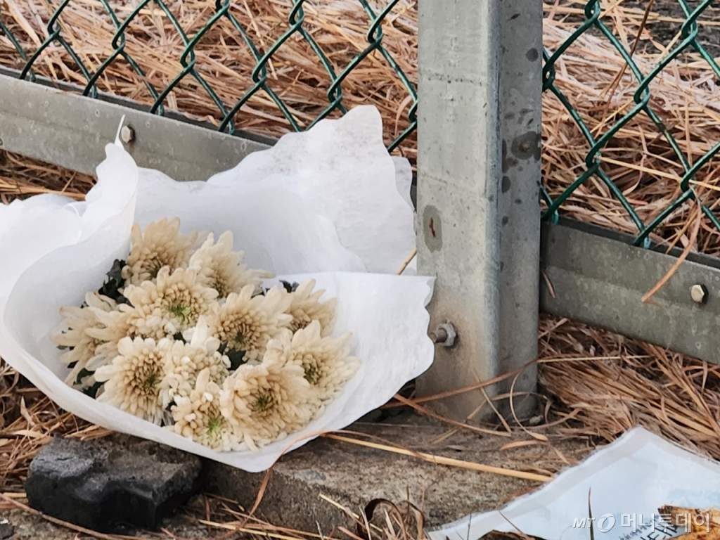 1일 전남 무안국제공항 '무안 참사' 사고 현장 인근에 놓인 하얀 국화꽃이 시들었다./사진=최지은 기자