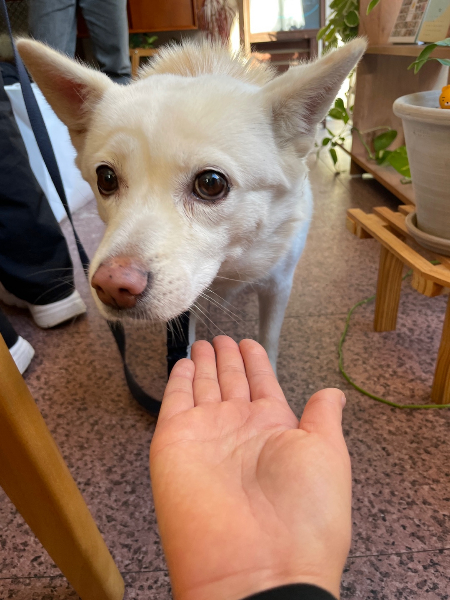 이규상 트레이너가 손을 내밀자, 물끄러미 바라보는 행운이./사진=이규상 트레이너