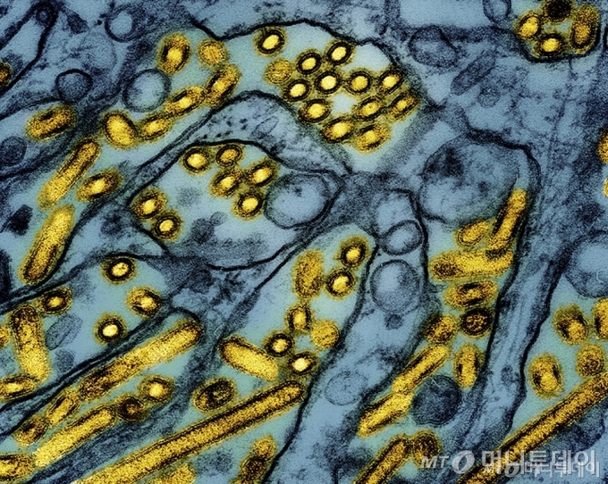 [워싱턴=AP/뉴시스]미 국립알레르기전염병연구소(NIAID)가 지난 3월26일 공개한 컬러 전자현미경 사진 속에 매딘다비 송곳니 신장(MDCK) 상피세포(파란색)에서 자란 조류인플루엔자 A H5N1 바이러스 입자(노란색)가 보이고 있다. 미 보건 당국은 18일(현지시각) 조류 인플루엔자(AI)로 인한 최초의 중증 질환이 미국에서 발생했다고 확인했다. 2024.12.19. /사진=유세진