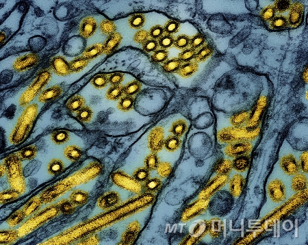 [워싱턴=AP/뉴시스]미 국립알레르기전염병연구소(NIAID)가 지난 3월26일 공개한 컬러 전자현미경 사진 속에 매딘다비 송곳니 신장(MDCK) 상피세포(파란색)에서 자란 조류인플루엔자 A H5N1 바이러스 입자(노란색)가 보이고 있다./사진=유세진