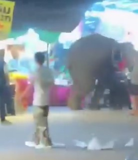 태국 한 행사에서 불꽃놀이 소리에 놀란 코끼리가 사람들을 공격하는 일이 발생했다. /사진=SNS 갈무리