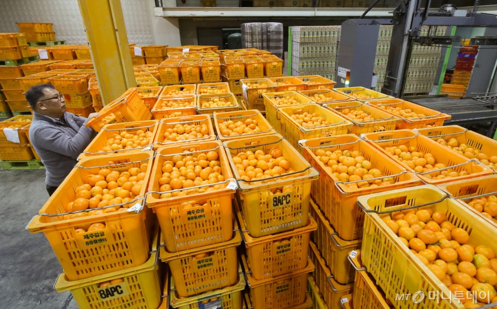 [제주=뉴시스] 우장호 기자 = 3일 오전 제주시 도남동 제주감귤농협 제8유통센터에서 관계자들이 감귤 선과작업을 하고 있다.   제주농산물수급관리센터가 집계한 전국 9대 도매시장 노지감귤 5㎏당 평균 가격은 최근 일주일간 1만2400원으로, 이는 1997년 감귤 가격 조사 이래 가장 높았던 지난해 1만200원보다도 20% 이상 높은 것이다. 2024.12.03. woo1223@newsis.com /사진=우장호