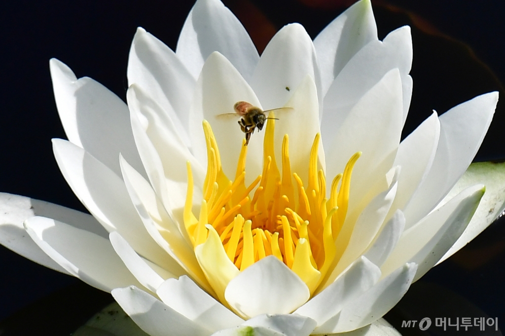 (포항=뉴스1) 최창호 기자 = 22일 경북 포항시 북구 장성동 신제지 연못에서 꿀벌 한마리가 수련꽃 꿀을 따기 위해 날아들고 있다. 2024.5.22/뉴스1 Copyright © 뉴스1. All rights reserved. 무단 전재 및 재배포, AI학습 이용 금지. /사진=(포항=뉴스1) 최창호 기자