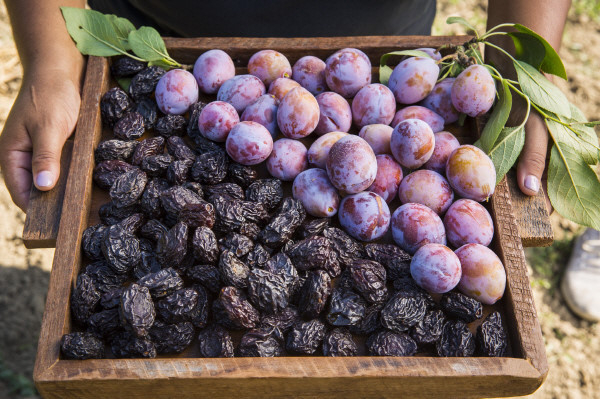 전 세계에서 푸룬을 가장 많이 생산하는 지역은 미국 캘리포니아다. /사진=캘리포니아푸룬협회